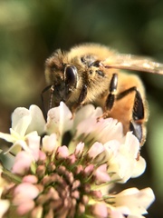 Apis mellifera