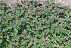 Verbena bracteata