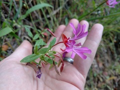 Clarkia concinna