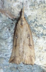 Hypena californica