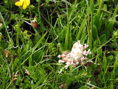 Anthyllis vulneraria