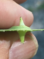 Phylloxera caryaefoliae
