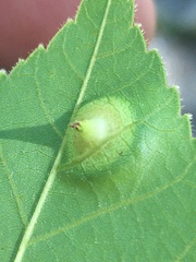 Phylloxera caryaefoliae