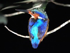 Corythornis vintsioides