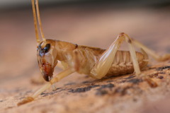 Paragryllacris combusta