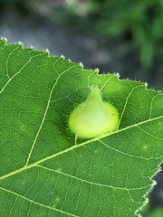 Phylloxera caryaefoliae