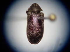 Xestobium affine