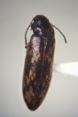 Prothalpia holmbergi