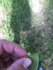 Callirhytis confusa