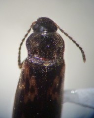 Prothalpia holmbergi