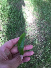 Callirhytis confusa