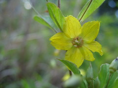 Lysimachia ciliata