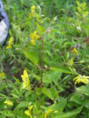 Lysimachia ciliata