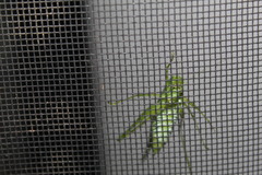 Chloroscirtus forcipatus