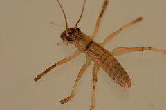 Paragryllacris combusta