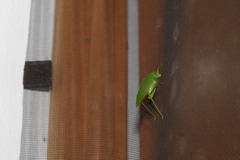 Chloroscirtus forcipatus