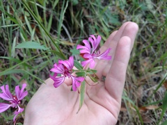 Clarkia concinna