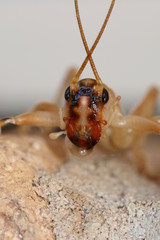 Paragryllacris combusta