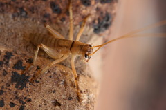 Paragryllacris combusta