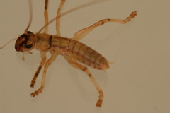 Paragryllacris combusta