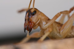 Paragryllacris combusta