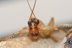 Paragryllacris combusta