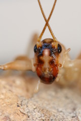 Paragryllacris combusta