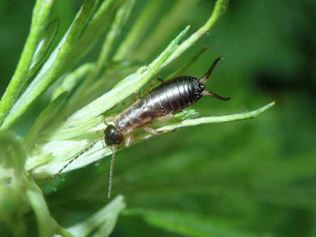 Histiostoma