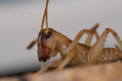 Paragryllacris combusta