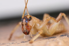 Paragryllacris combusta