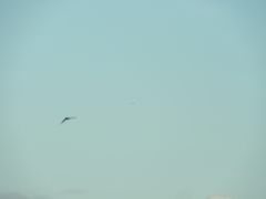 Chordeiles acutipennis