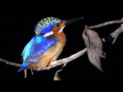 Corythornis vintsioides