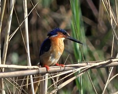 Corythornis vintsioides