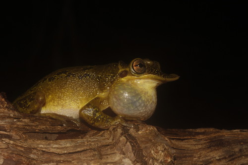Yucatán Casque-headed Tree Frog