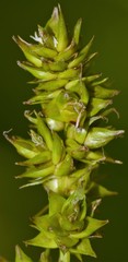 Carex conjuncta