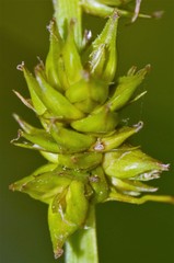 Carex conjuncta