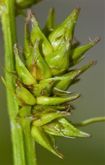 Carex conjuncta