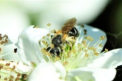 Andrena nasonii