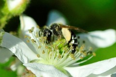Andrena nasonii