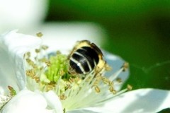 Andrena nasonii