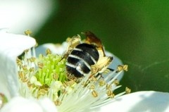 Andrena nasonii