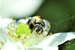 Andrena nasonii