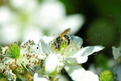 Andrena nasonii