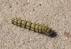 Hemileuca nevadensis