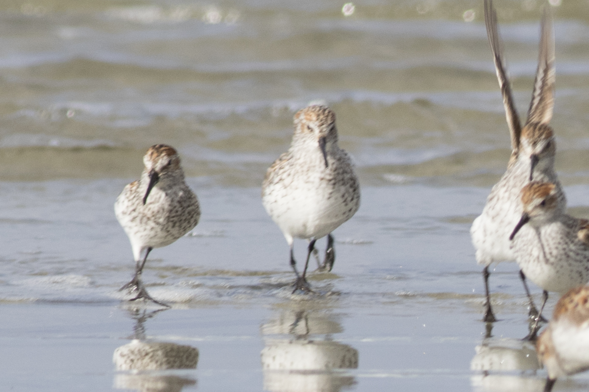 Western Sandpiper