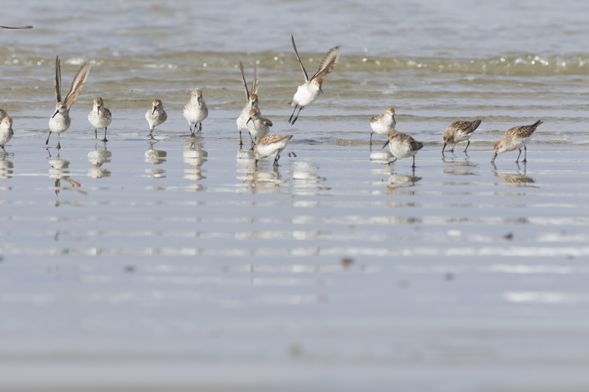 Western Sandpiper