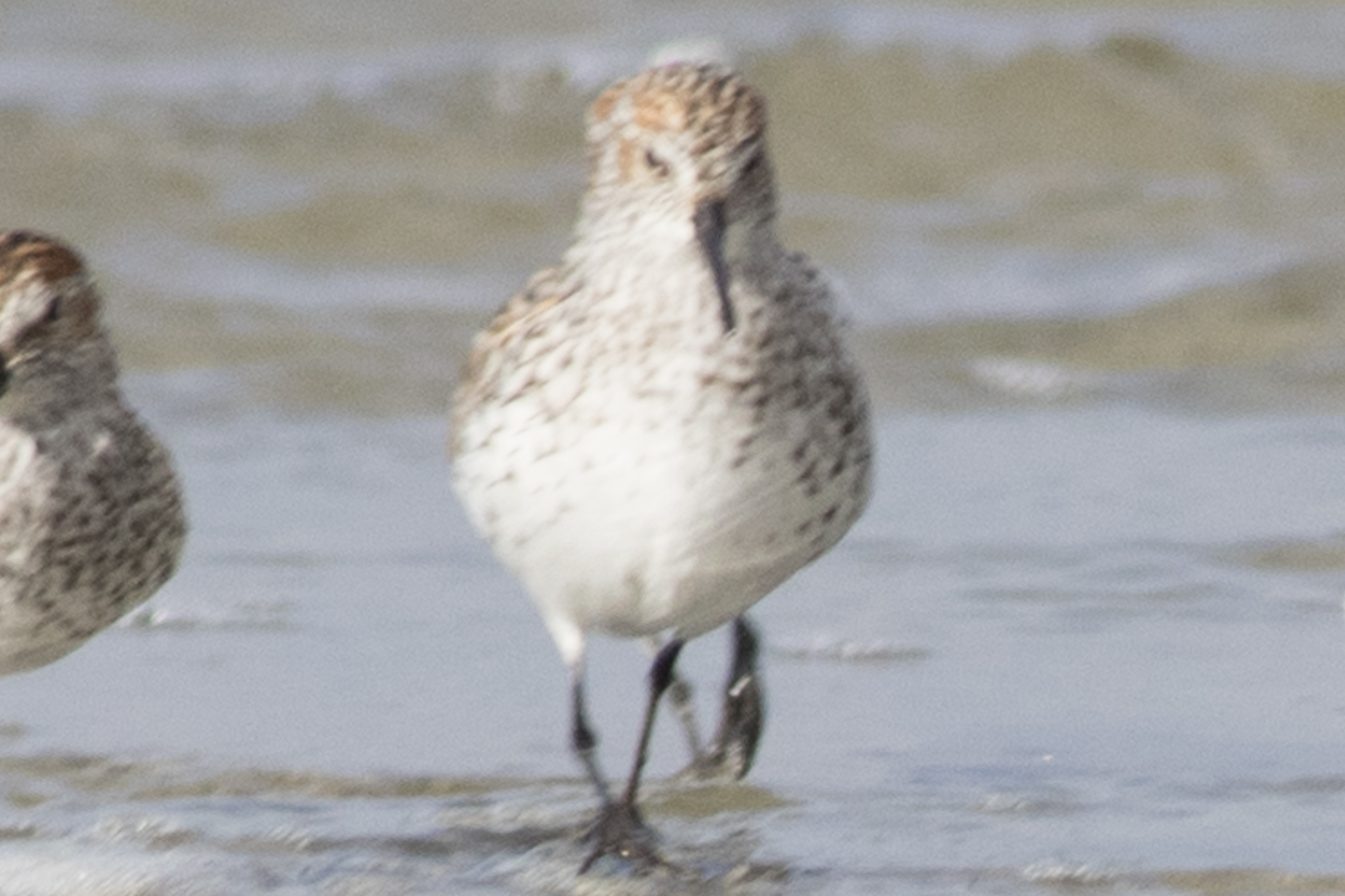 Western Sandpiper