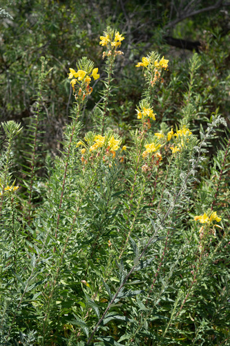 iNaturalist observation photo of tall evening primrose