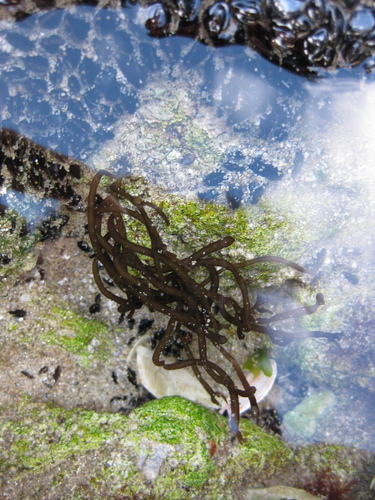 Tinocladia novae-zelandiae observed 2020-06-06