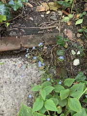 Brunnera